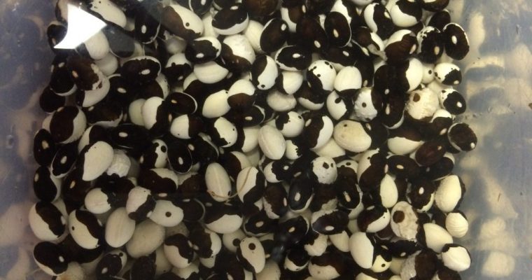 DRIED BEANS AND LENTILS INFORMATION