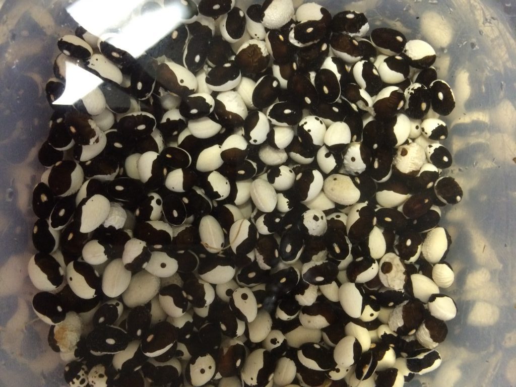 DRIED BEANS AND LENTILS INFORMATION